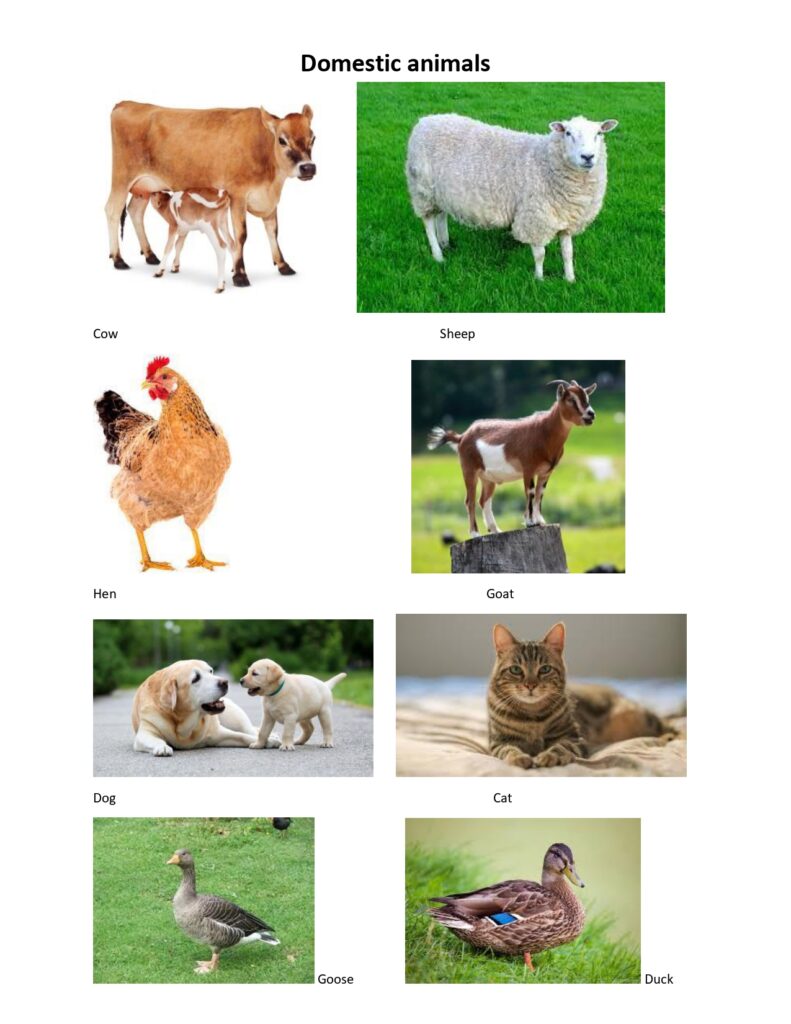 Domestic Animals Pictures